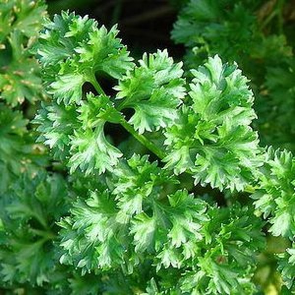 Salsa Crespa