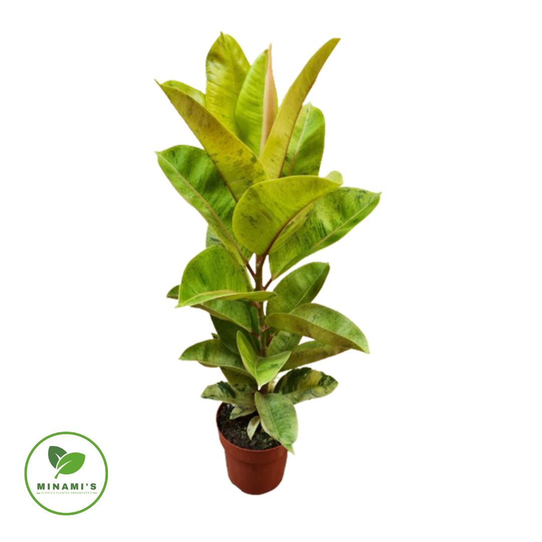 Ficus Shiveryana