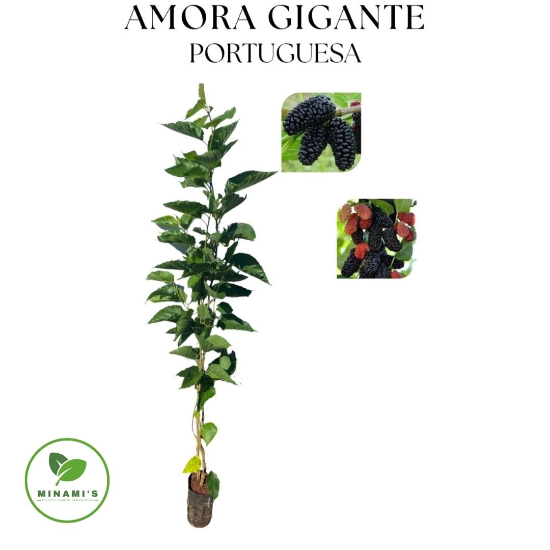 Amora Gigante Portuguesa