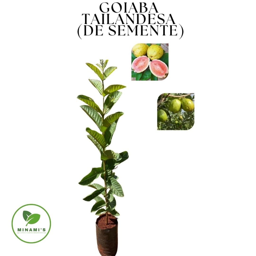 Goiaba Tailandesa
